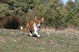 CORGI CARDIGAN 037